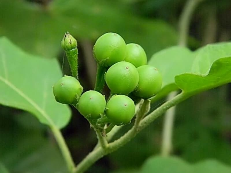 Buah takokak (khasiat.co.id)