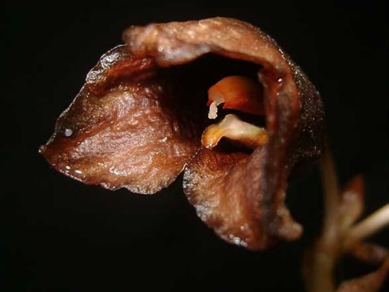 Gastrodia bambu atau anggrek hantu. (lipi.go.id)