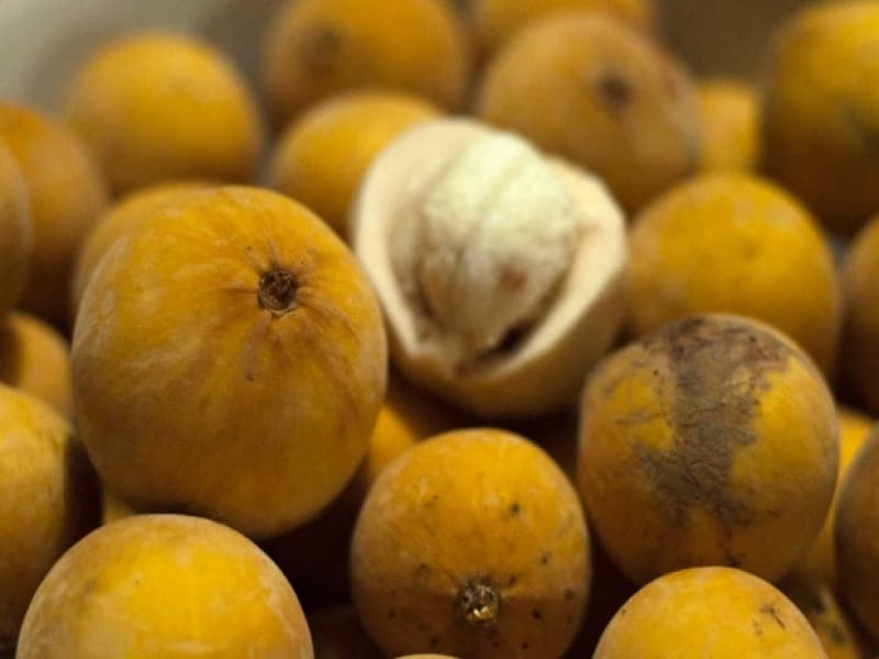 Kecapi: Buah yang (Telah) Langka