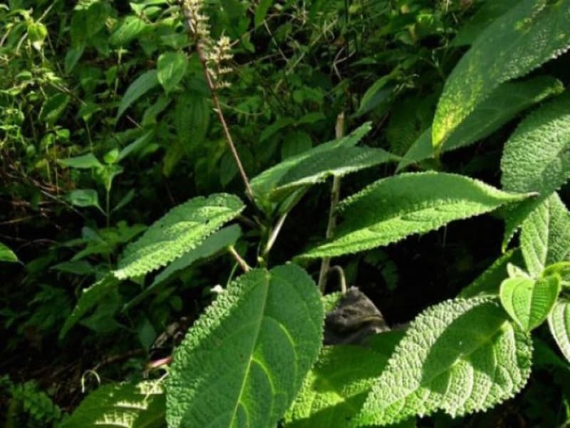 Daunnya sih Gatal, tapi Khasiatnya… 