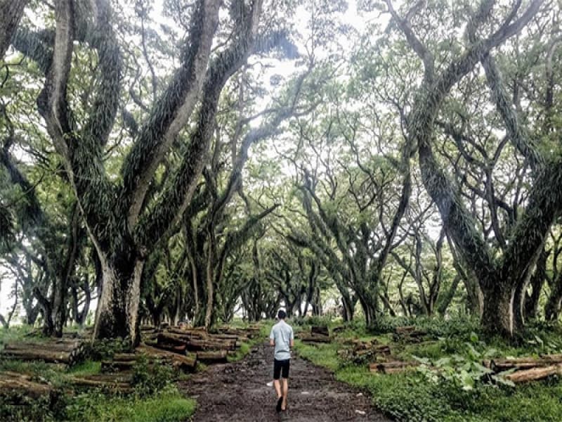 Hutan Dongeng di Timur Pulau Jawa