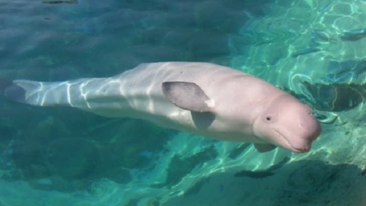 Pesut mahakam (Orcaella brevirostris). (nrmnews.com)