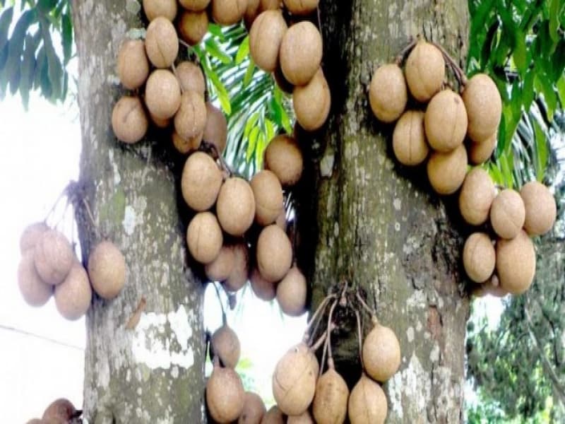 Kepel (Bukan) Deodoran Alami Milik Putri Keraton