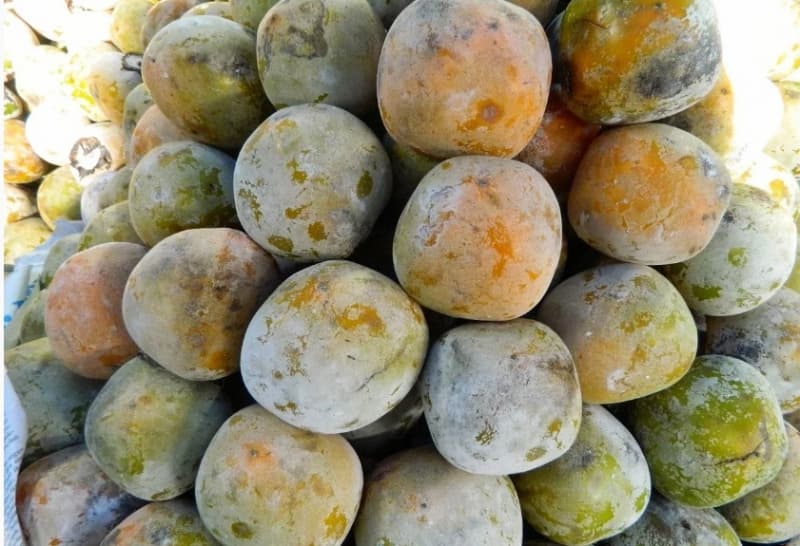 Kesemek: Jadi “Genit” agar Tak Sepat