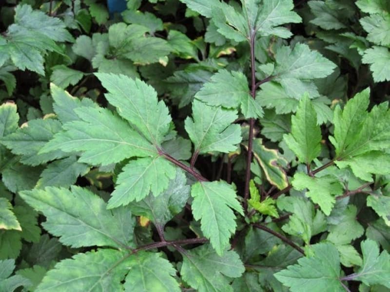 Purwaceng: Populasi Rendah, Permintaan Tinggi