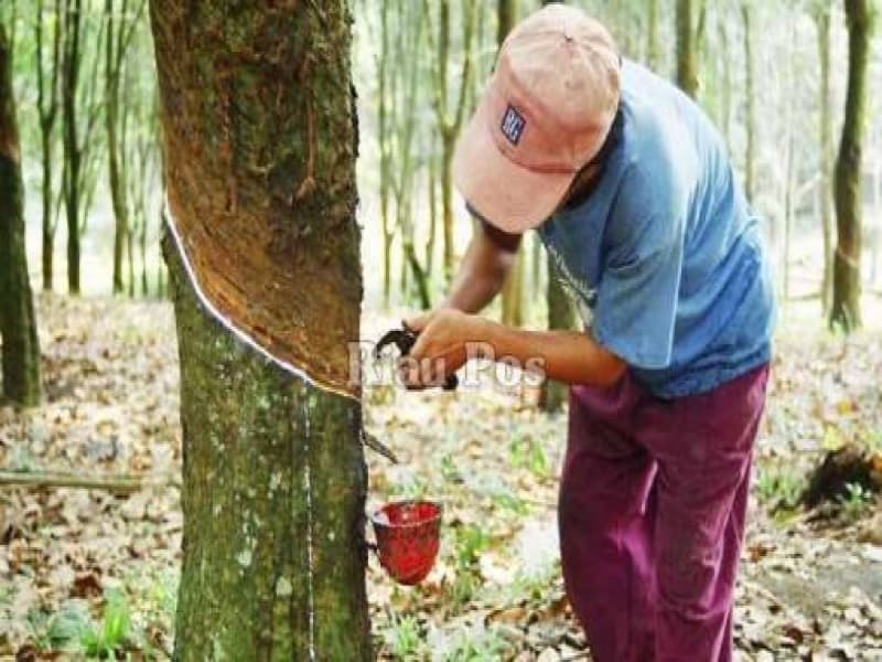 Harga Karet Mentok, Petani Utang ke Tauke