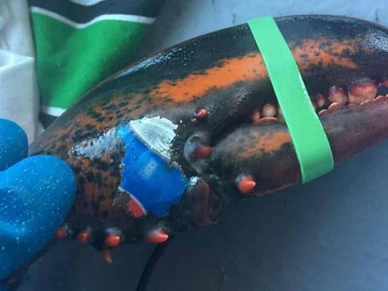 Ditemukan: Lobster Berlogo Pepsi 