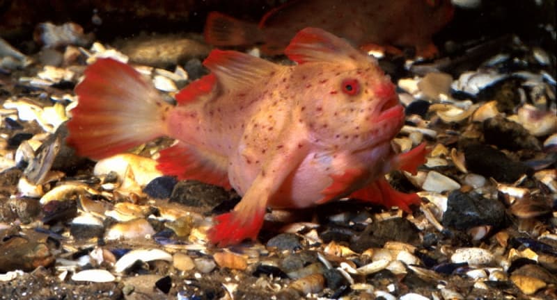 Ada Ikan Mohawk di Perairan Australia. Seperti apa?