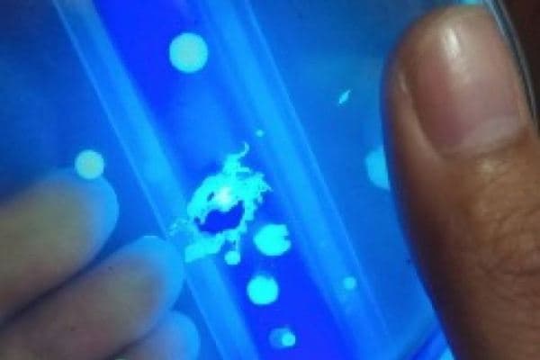 Bakteri bioluminesensi. (antaranews.com)