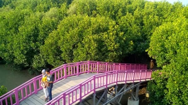 Hutan Mangrove Pandansari. (Tribunnews.com)