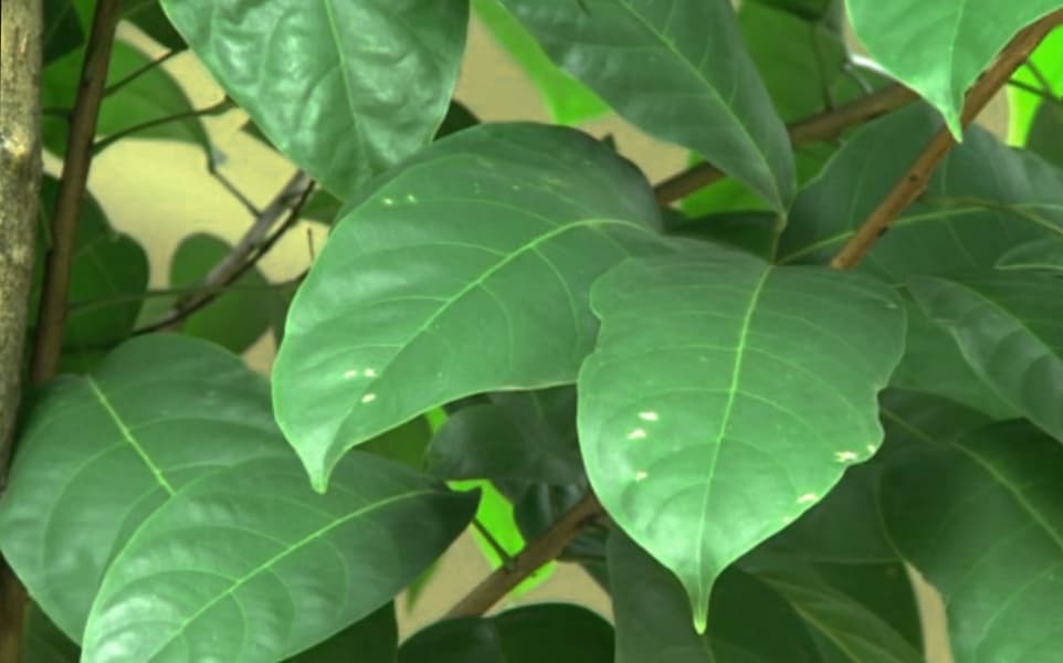 Tapellon, Olahan Daun Hantap Siap Minum