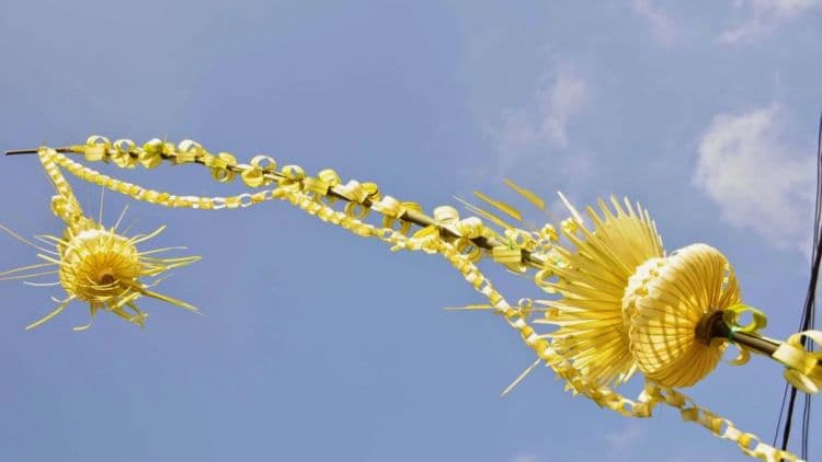 Janur kuning. (Vebma.com) 