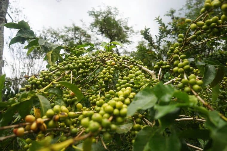 Kopi Besemah. (Lintaskopi.com)