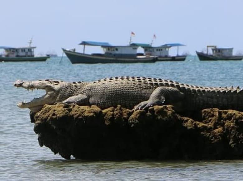 Buaya yang sedang berjemur. (WWF/Oji Paoji)