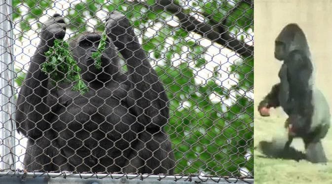 Gorila berjalan seperti manusia. (Philadelphia Zoo)