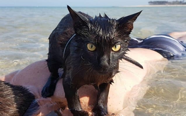 Nathan, Kucing yang Hobi Berenang