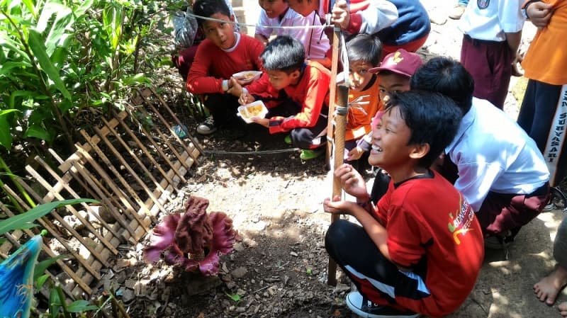 Bungai Bangkai Bertunas Tiga Muncul di Sukabumi