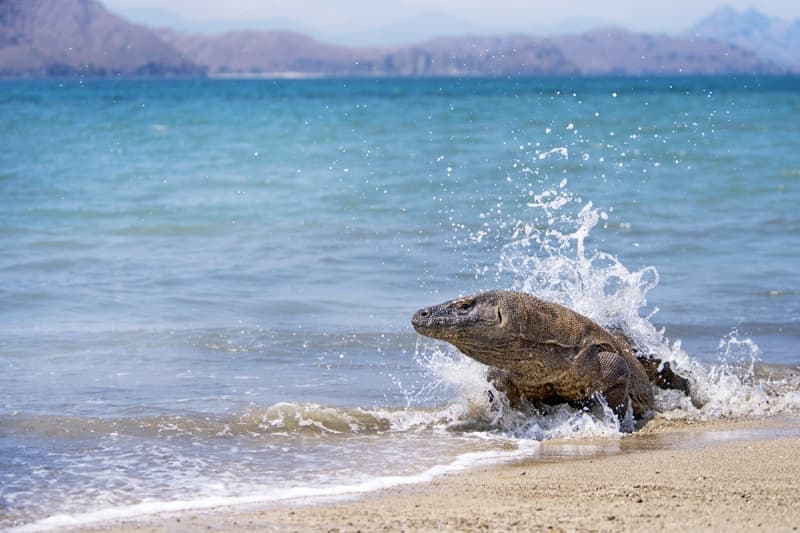 Komodo liar yang kerap beraktivitas dekat Pantai. (Pesonaindo.com)