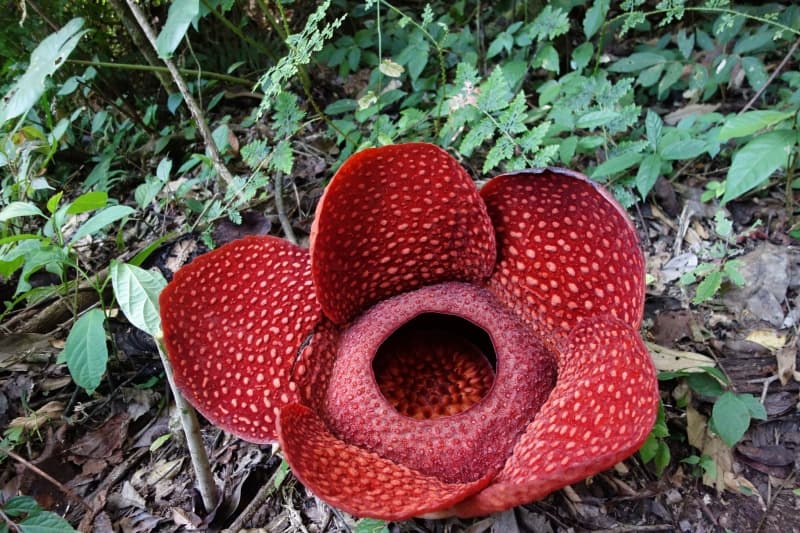 Google Rayakan 25 Tahun Rafflesia Arnoldi