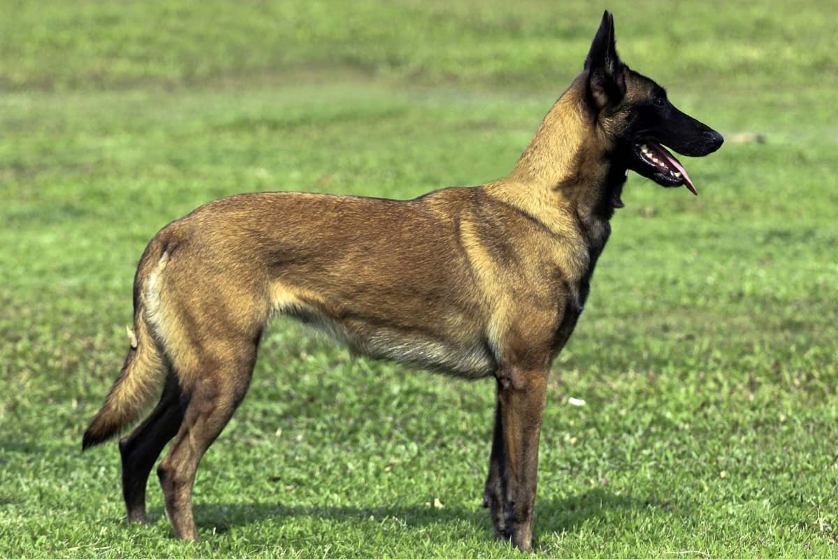 Mengenal Anjing Belgian Malionis yang Tewaskan Asisten Rumah Tangga Bimo Aryo