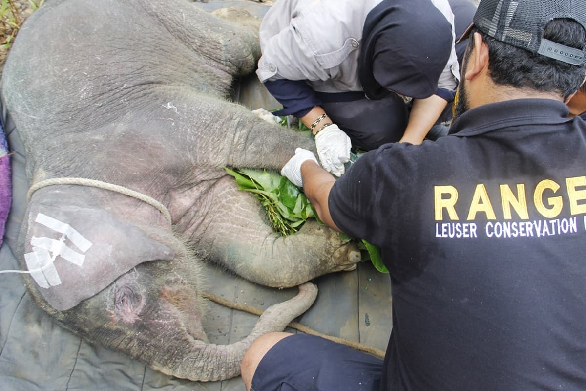 Anak gajah yang terjerat kakinya. (Medcom)