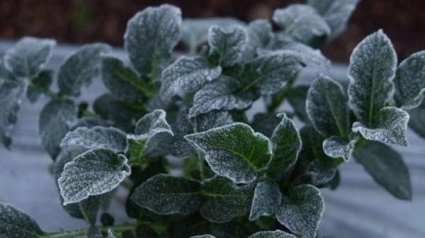 Indah namun Bikin Tanaman Layu, Dua Sisi Embun Upas Dieng