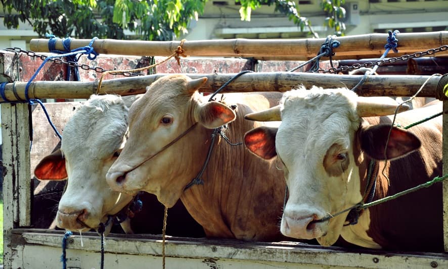 Sapi menjadi salah satu hewan yang banyak dijadikan kurban. (blog.act.id)