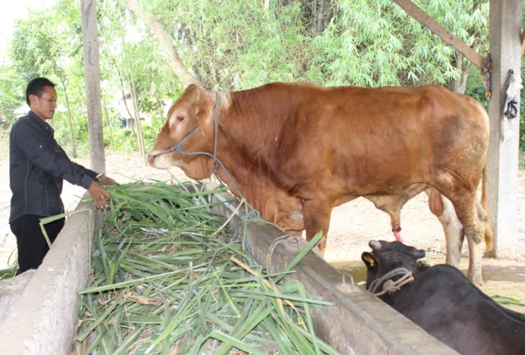 Ilustrasi hewan kurban. (radarkediri.jawapos.com)