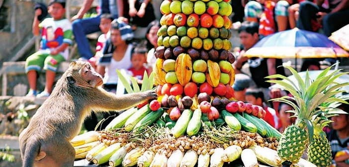Seekor monyet mengambil buah di gunungan. (radioidola.com)
