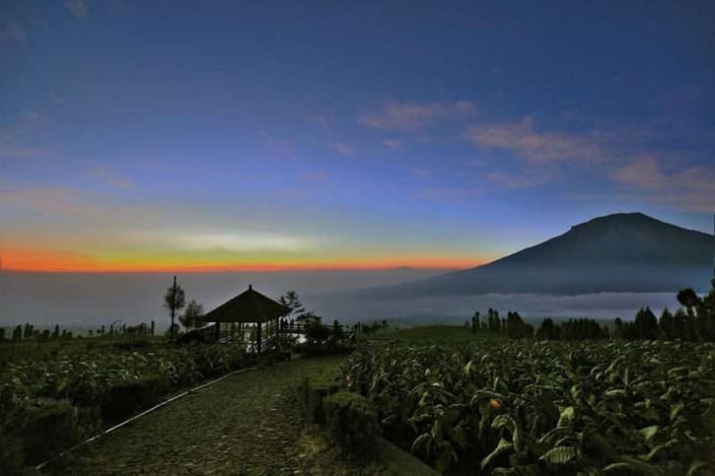 Gunung Sindoro dan kebun tembakau menjadi latar belakang matahari terbit di Posong. (kesiniaja.com)
