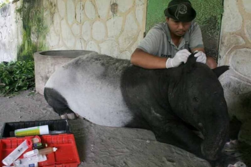 Tapir yang Nyasar ke Pemukiman Warga
