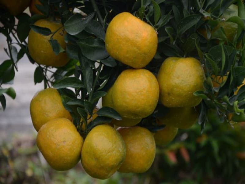 Jeruk Bisa Berbuah Sepanjang Musim