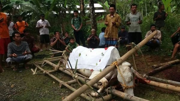 Ritual memotong sapi di Desa Gligir Sapi. (Tribunnews)