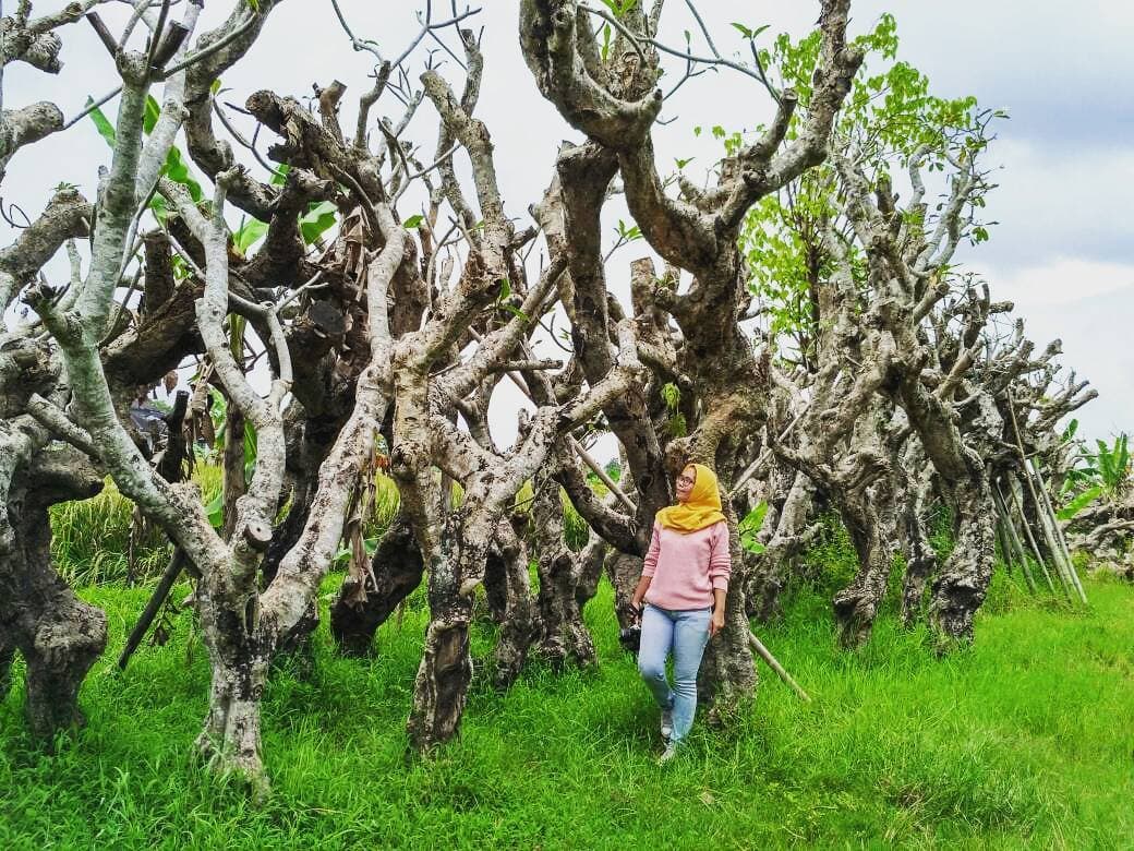 Hutan Kamboja Klaten. (Instagram.com/lishpuspita)