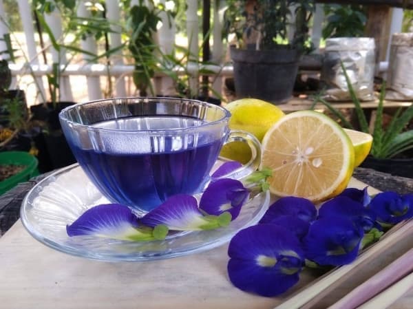 Kembang telang yang dibuat minuman. (Instagram)