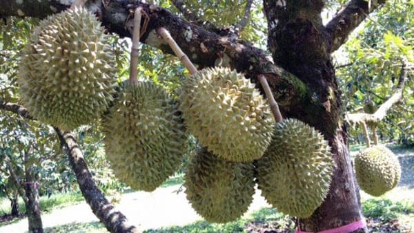 Durian montong. (Rumahtanaman)