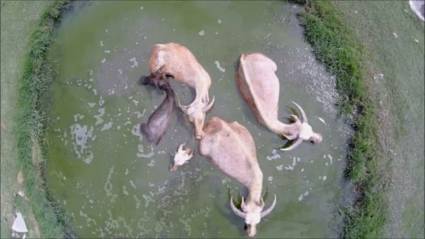 Kerbau bule. (Youtube)