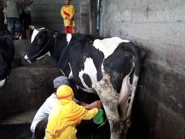 Memerah Susu Bersama Warga di Agrowisata Sapi Perah Desa Cepogo
