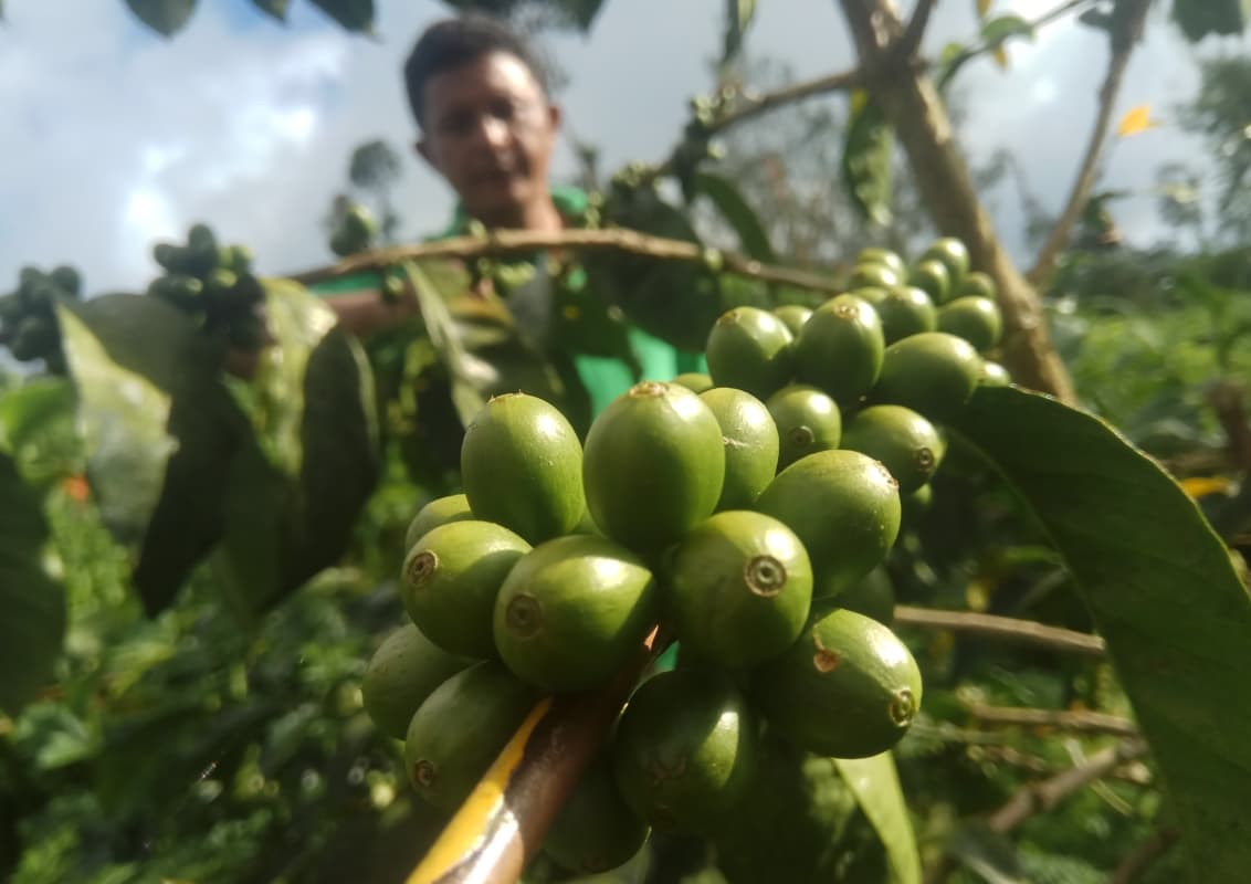 Lencoh, Kopi Liar yang Dibawa Belanda pada ke Indonesia pada Masa Kolonial