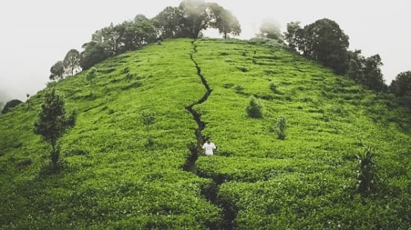 Bertualang Menyusuri Wisata Alam Kebun Teh Medini, yuk!