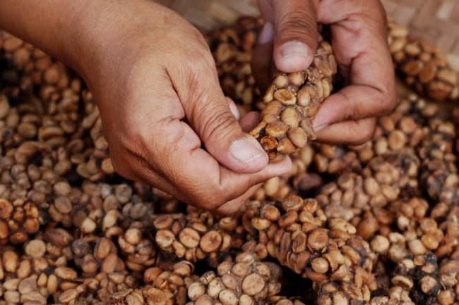 Mengenal Kopi Luwak yang Menjadi Kopi Termahal di Dunia