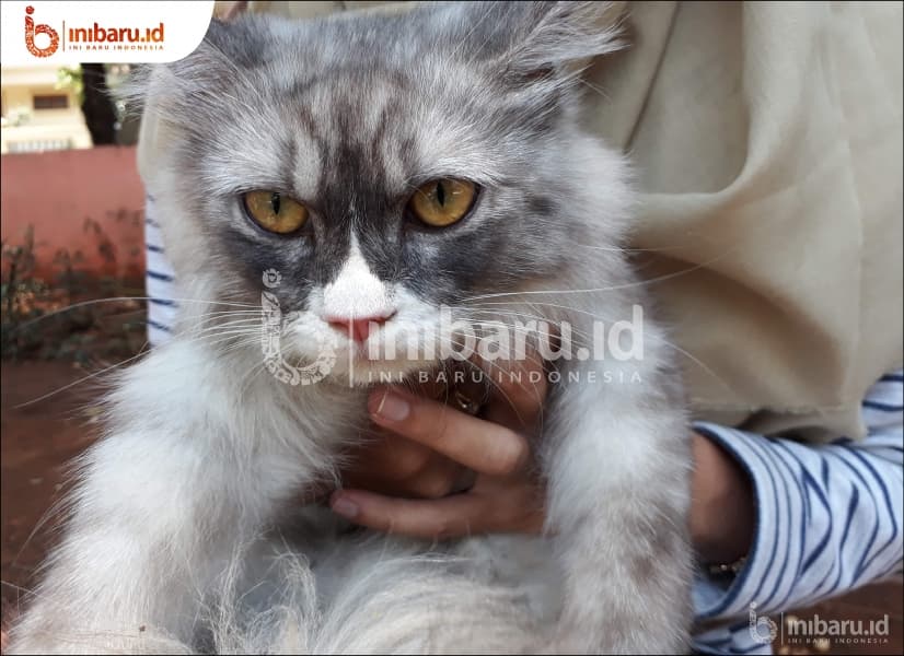 Kucing, salah satu hewan piaraan yang sering disukai masyarakat. (Inibaru.id/Clara Ariski)