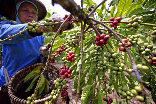 Panen kopi Kalimantan. (Bisnis.com)