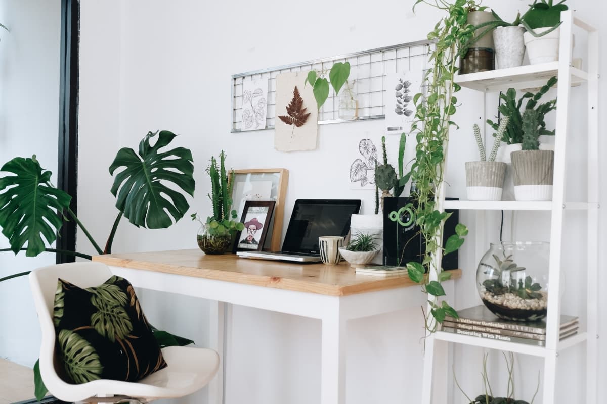 Perbedaan kaktus dan sukulen. (Dekoruma)