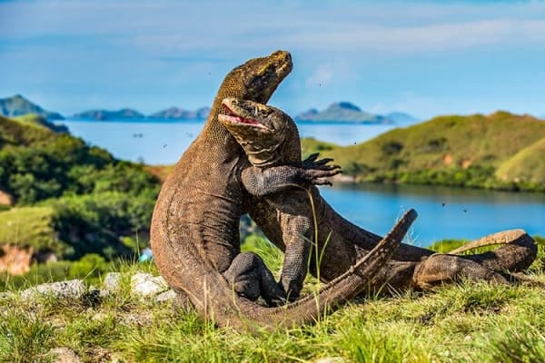 Pulau Komodo batal ditutup. (Shutterstock/Sergey Uryadnikov)