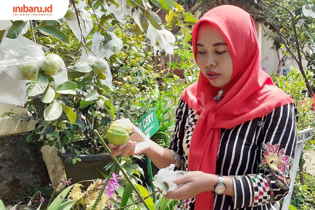 Di pertengahan tahun, pengunjung bisa memetik jambu kristal yang siap panen. (Inibaru.id/ Zulfa Anisah)
