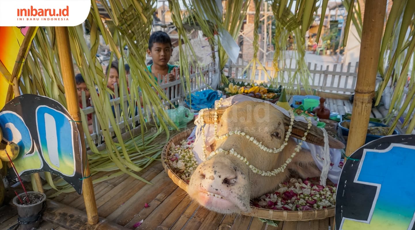 Kepala kerbau menjadi daya tarik tersendiri. (Inibaru.id/ Audrian F)