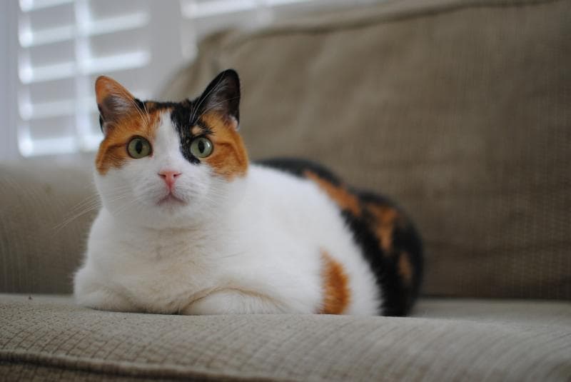 Kucing calico dikenal agresif dan lincah. (Pixabay/Richard Sidwell