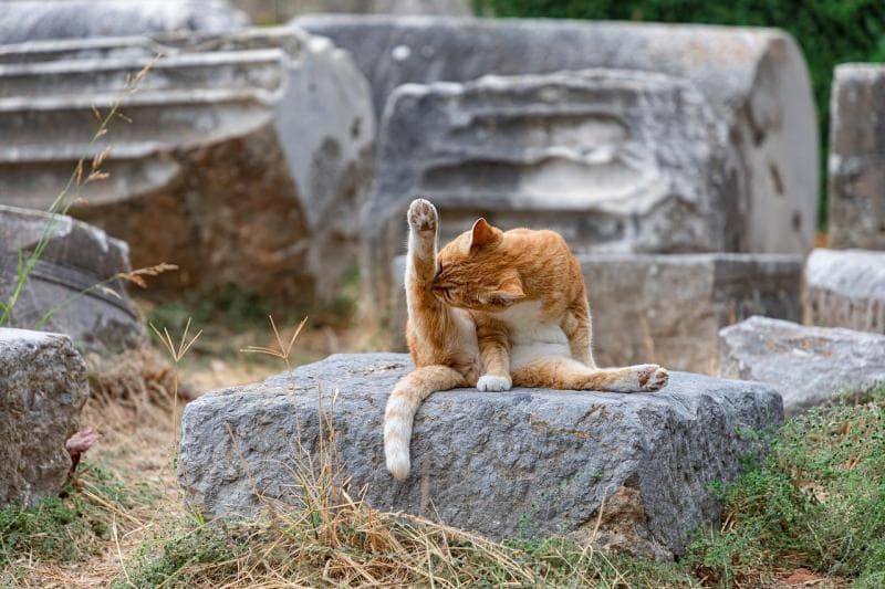Benarkah kocheng oren lebih bikin kesal ketimbang kucing warna lain? (Pixabay/Dimitri Houtteman)