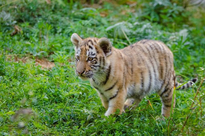 Bayi harimau sekilas memang mirip anak kucing biasa. (Flickr/Mathias Appel)